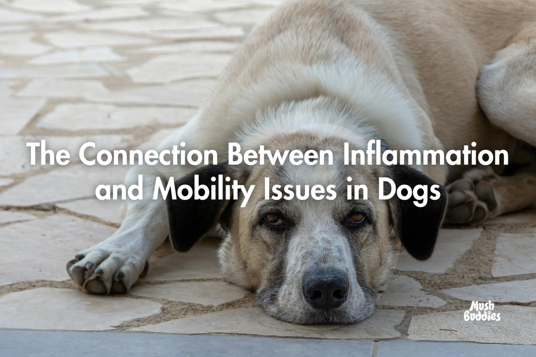 The Connection Between Inflammation and Mobility Issues in Dogs