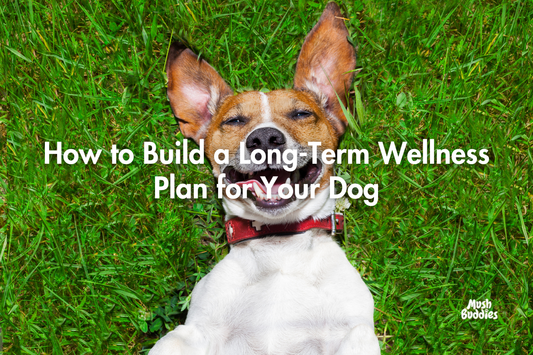 How to Build a Long-Term Wellness Plan for Your Dog