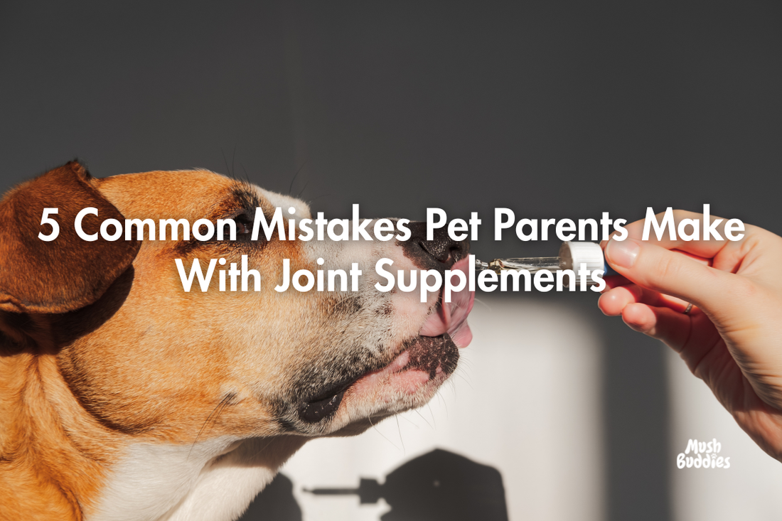 5 Common Mistakes Pet Parents Make With Joint Supplements
