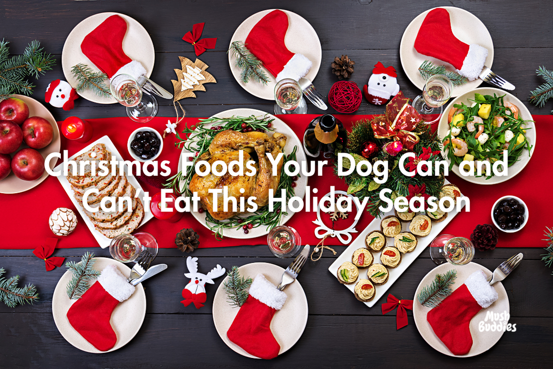 Christmas Foods Your Dog Can and Can’t Eat This Holiday Season