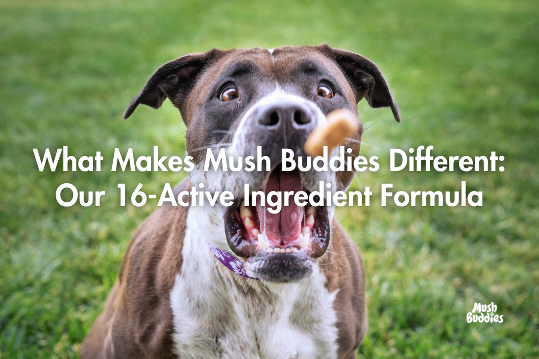 What Makes Mush Buddies Different: Inside Our 16-Active Ingredient Formula
