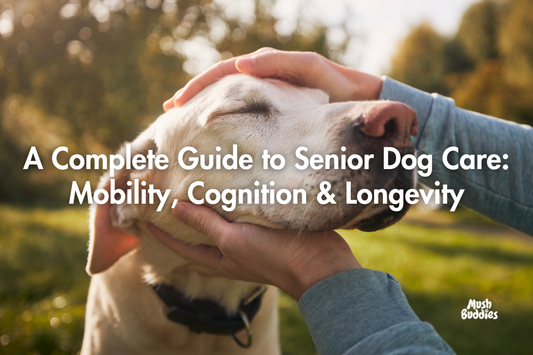 A Complete Guide to Senior Dog Care: Mobility, Cognition & Longevity