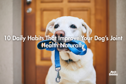 10 Daily Habits That Improve Your Dog’s Joint Health Naturally