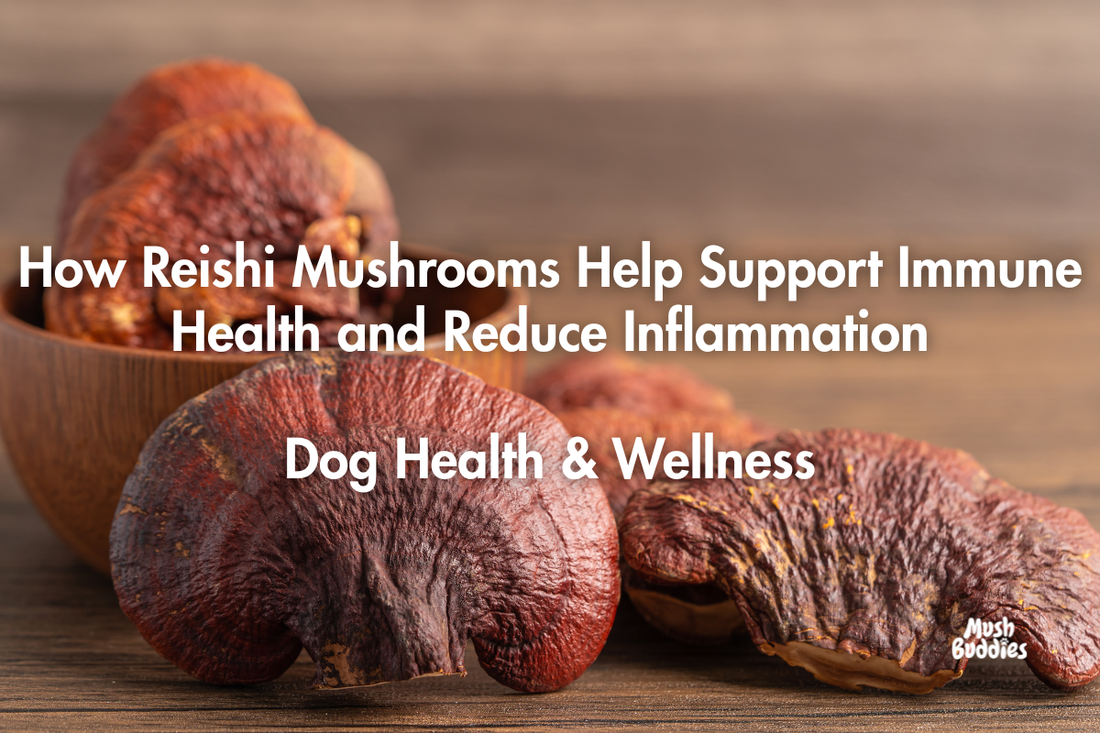 How Reishi Mushrooms Help Support Immune Health and Reduce Inflammation