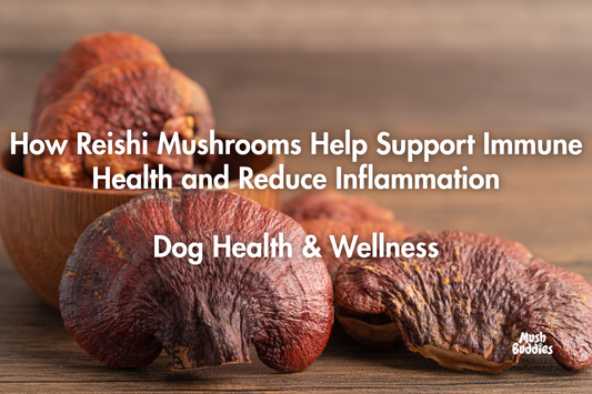 How Reishi Mushrooms Help Support Immune Health and Reduce Inflammation