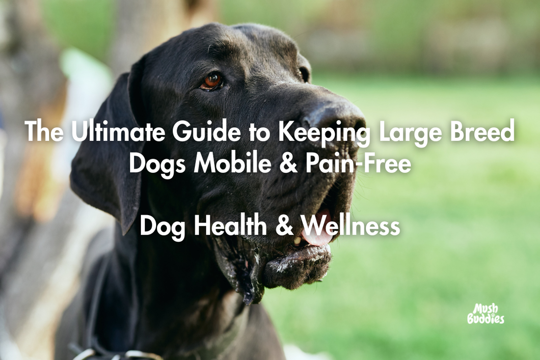 The Ultimate Guide to Keeping Large Breed Dogs Mobile & Pain-Free